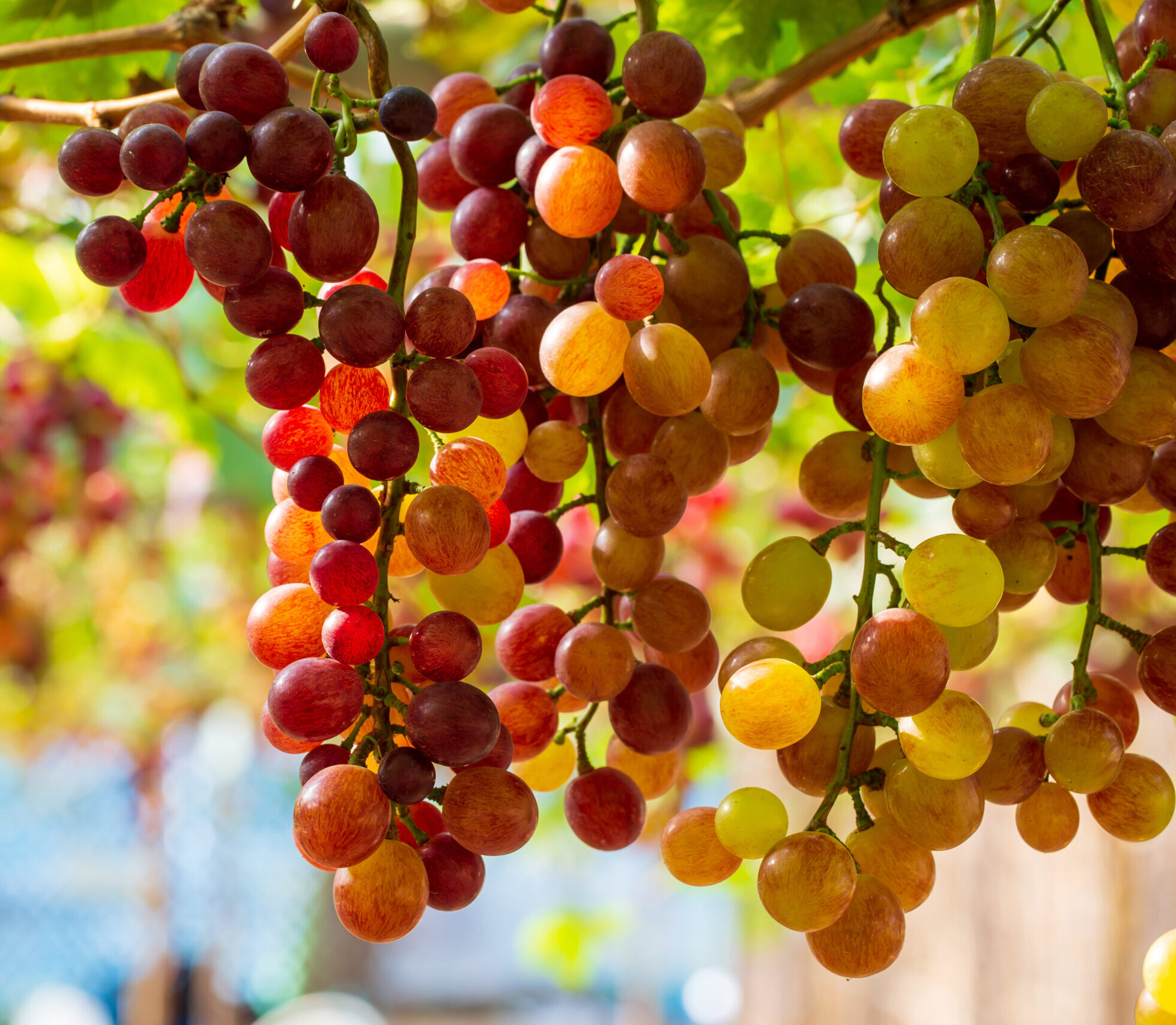 grapes with green leaves on the vine